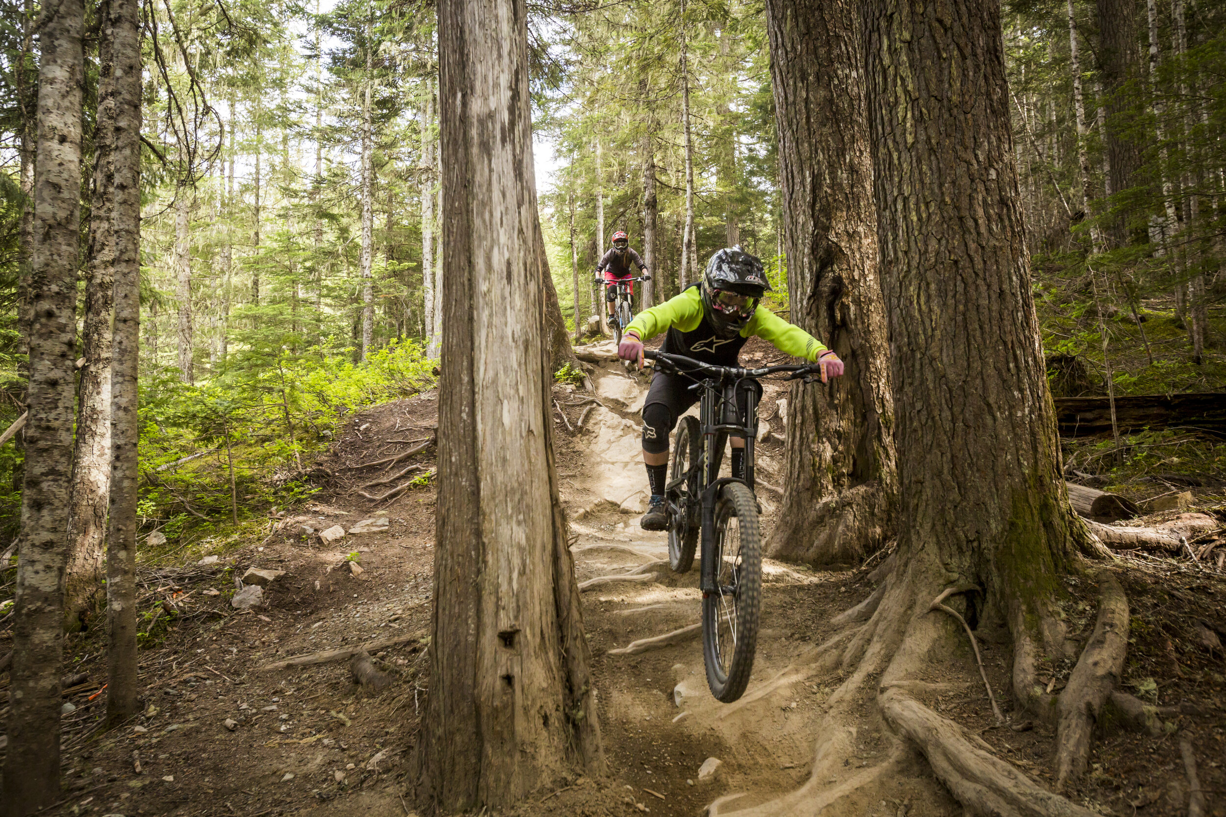 A mountain biker riding a rooty forest trail through old-growth cedars