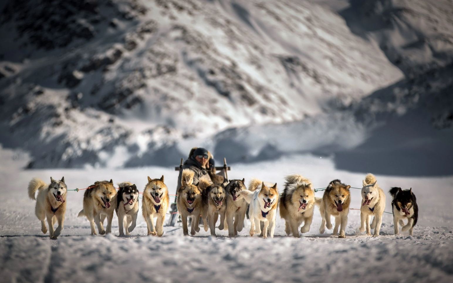 A team of sled dogs pulling a sled along a snowy forest trail in the Callaghan Valley