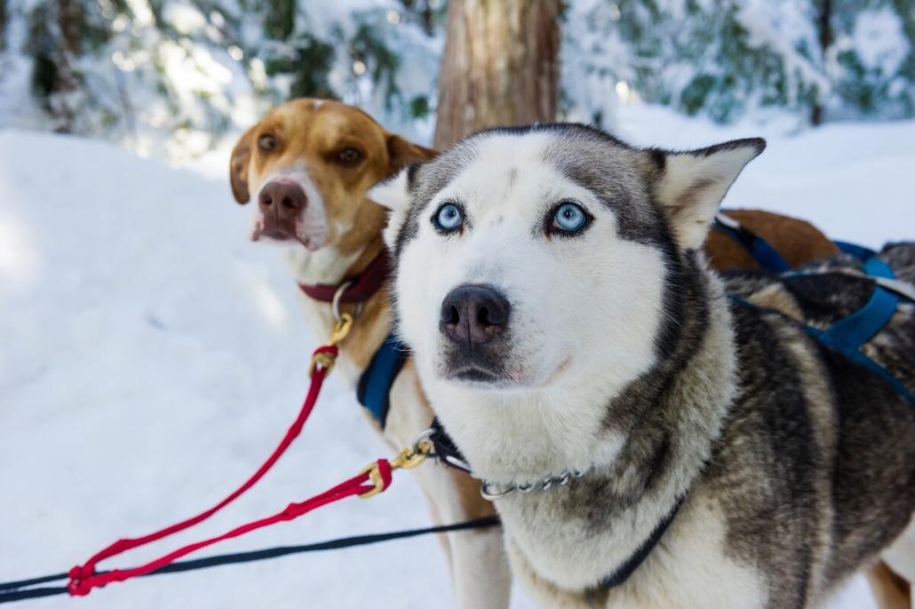 Dog Sledding in Whistler