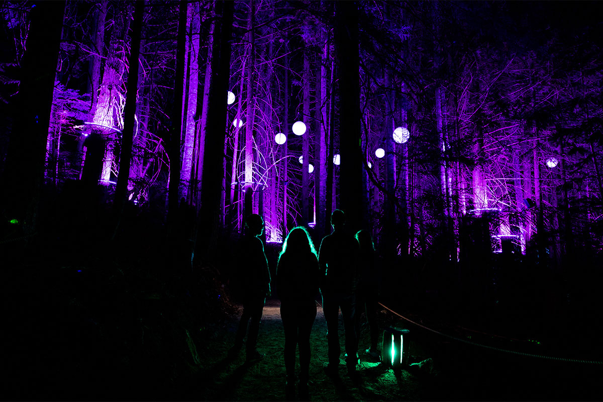 Light installations glowing through the trees on the Vallea Lumina forest trail at night