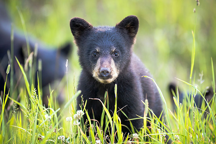 Bear Viewing in Whistler