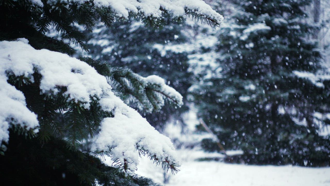 Snow falling on snow-covered pine trees in Whistler