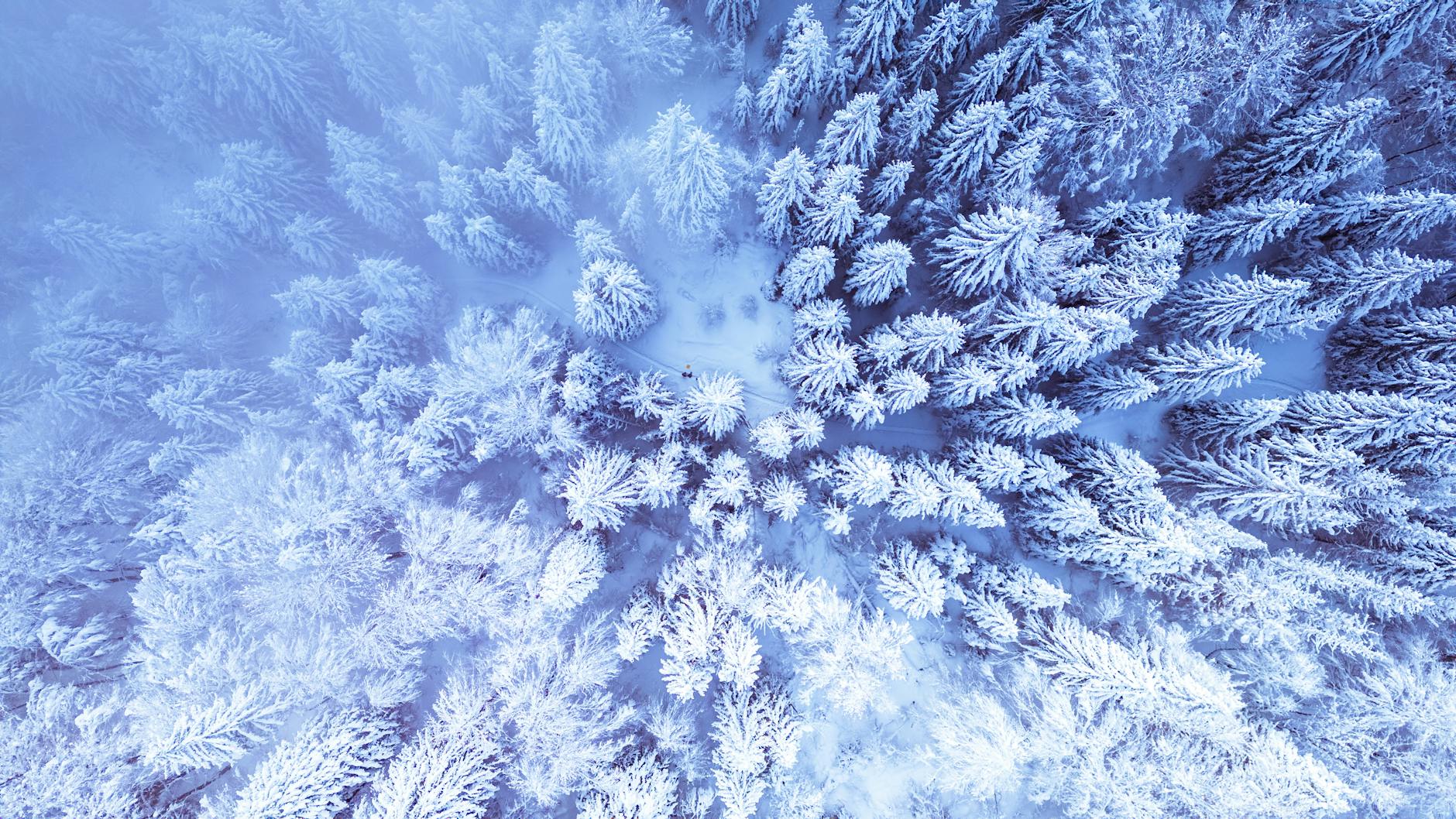 Snow covered evergreen forest seen from above near Whistler