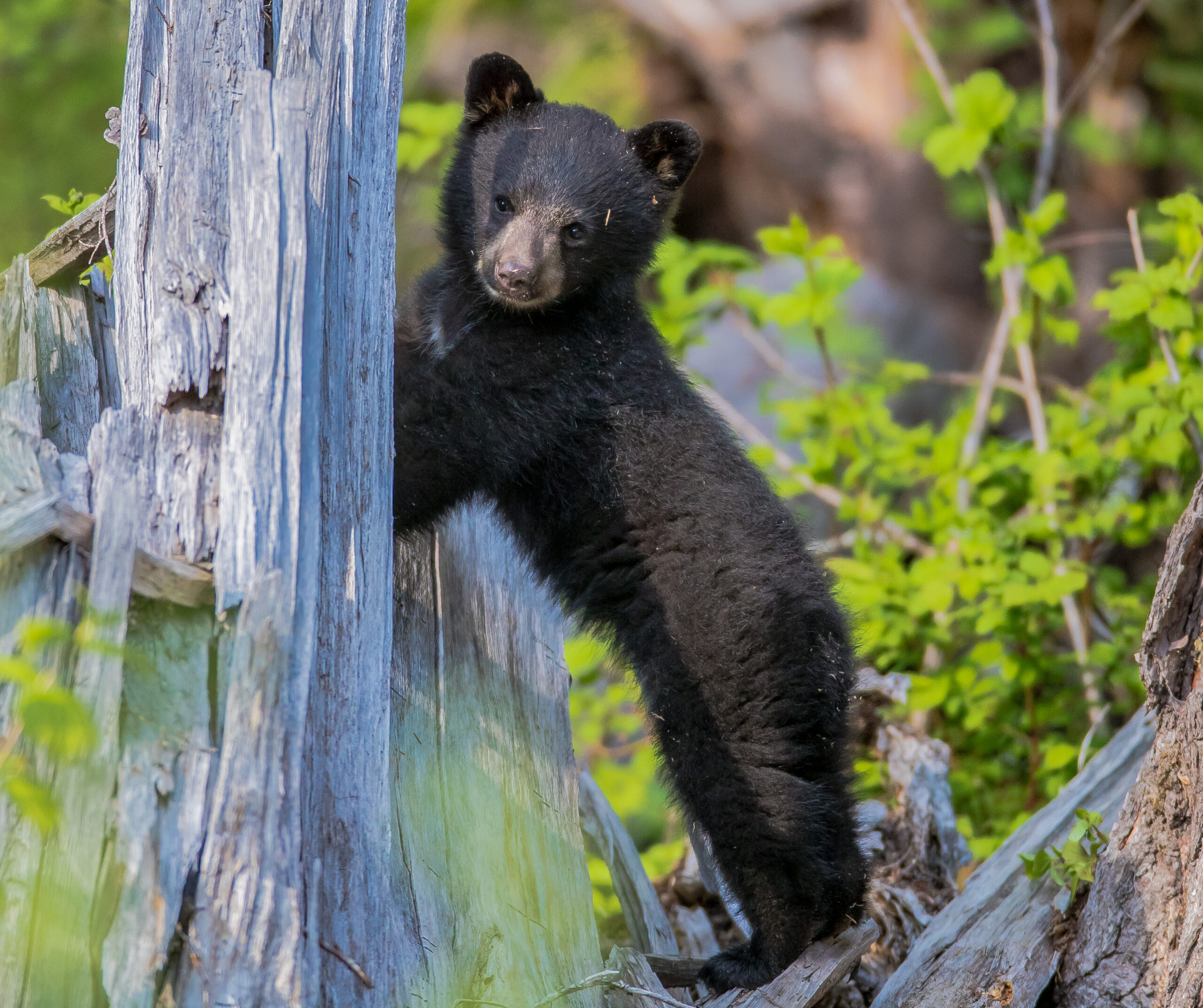 A black bear grazing in a green meadow near Whistler